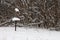 Snowy Birdhouse in a Snow Storm