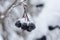 Snowy black berry cluster hanging