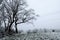 Snowy black trees with fence, snow meadow and electricity lines