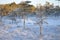 Snowy bog grown by pine trees and moorland vegetation covered by shiny frost and surrounded by frozen ponds on sunny winter day