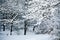 Snowy branch of tree in forest in dusk