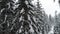Snowy branches of beautiful thick tall tall fir