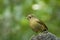 Snowy-browed flycatcher