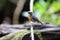 Snowy-browed flycatcher in Dalat, Vietnam