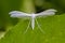 Snowy butterfly pterophorus pentadactylasits on green leaf of grass