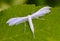 Snowy butterfly pterophorus pentadactylasits on green leaf of grass