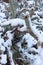 Snowy Cactus - Rare Arizona Storm