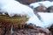 Snowy Cactus - Rare Arizona Storm