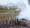 Snowy Cactus - Rare Arizona Storm