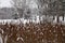 Snowy Cattails in Theodore Wirth Park, Minneapolis