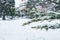 Snowy cedar branch in urban park