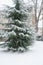 Snowy cedar tree in urban park