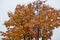 Snowy colourful rowan tree in late arctic circle