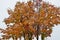 Snowy colourful rowan tree in late arctic circle autumn