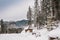 Snowy coniferous forest on hillside. Trees are covered with snow and frost