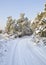 Snowy countryside road and trees