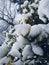 Snowy Covered Bush Leaves