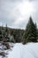 Snowy crossroads in the middle of the winter forest