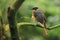 Snowy-crowned robin chat