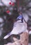 A snowy day for a hungry Blue Jay.
