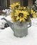 Snowy day with a old watering can full of sunflowers