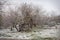 Snowy day in park with mesquite trees in Arizona