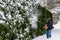 Snowy day, senior man using a snow-blower to remove snow from an arborvitae hedge