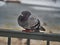 Snowy day single pigeon waiting on the bridge corner