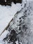 Snowy Days - Dog Footprints