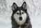 Snowy dog Siberian Husky