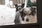 Snowy dogs at the screen door