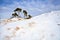 Snowy dunes and pine over blue sky