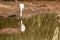 Snowy Egret