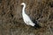 A Snowy Egret