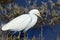 A Snowy Egret