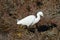 A Snowy Egret