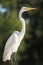 Snowy egret