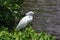 Snowy Egret