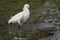 Snowy Egret