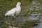 Snowy Egret