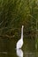 Snowy egret