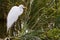 Snowy egret