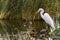 Snowy egret