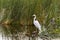 Snowy egret