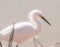 Snowy Egret