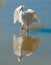 Snowy Egret