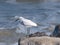 Snowy Egret