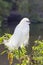 Snowy Egret