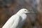 Snowy Egret