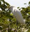 Snowy Egret